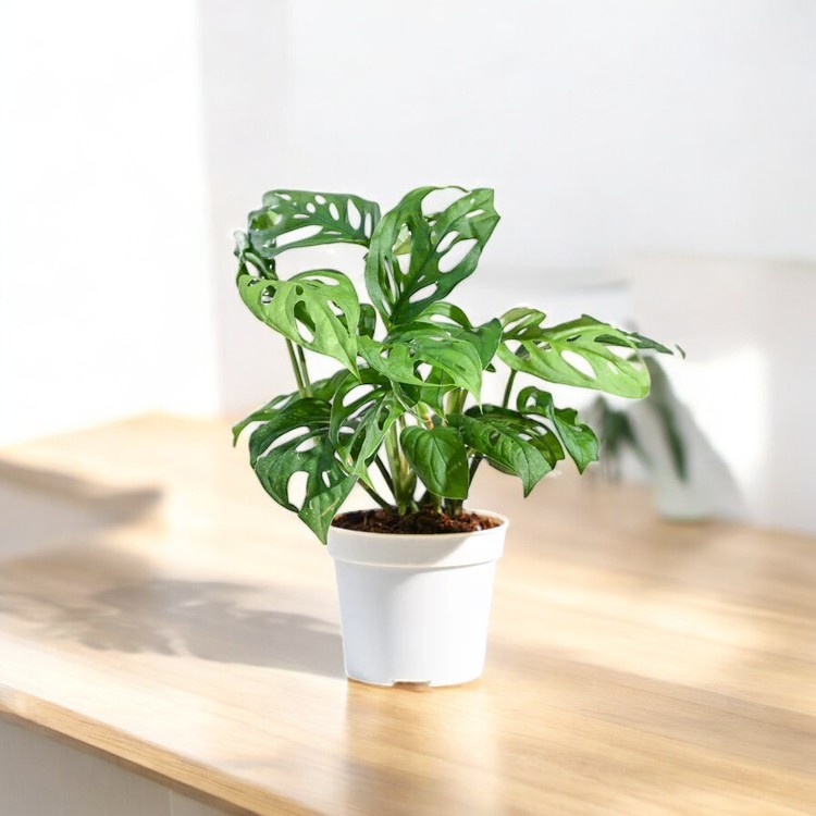 Broken Heart Plant (Monstera Plant)